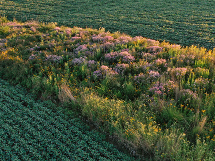 prairie strip