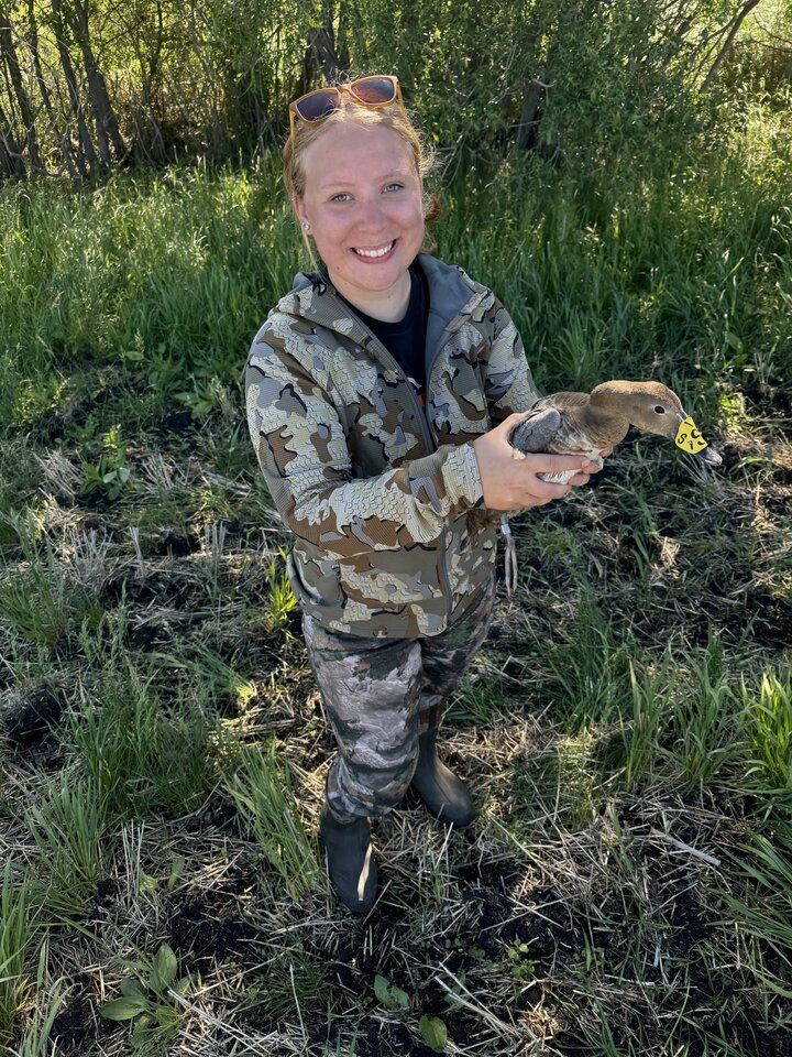 duck hunting